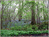 Woods on the way to 
			Pool Bank